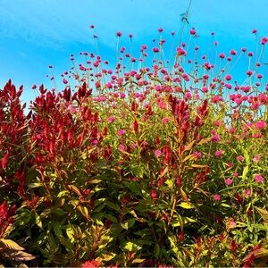 Meet your Posher, Alicia